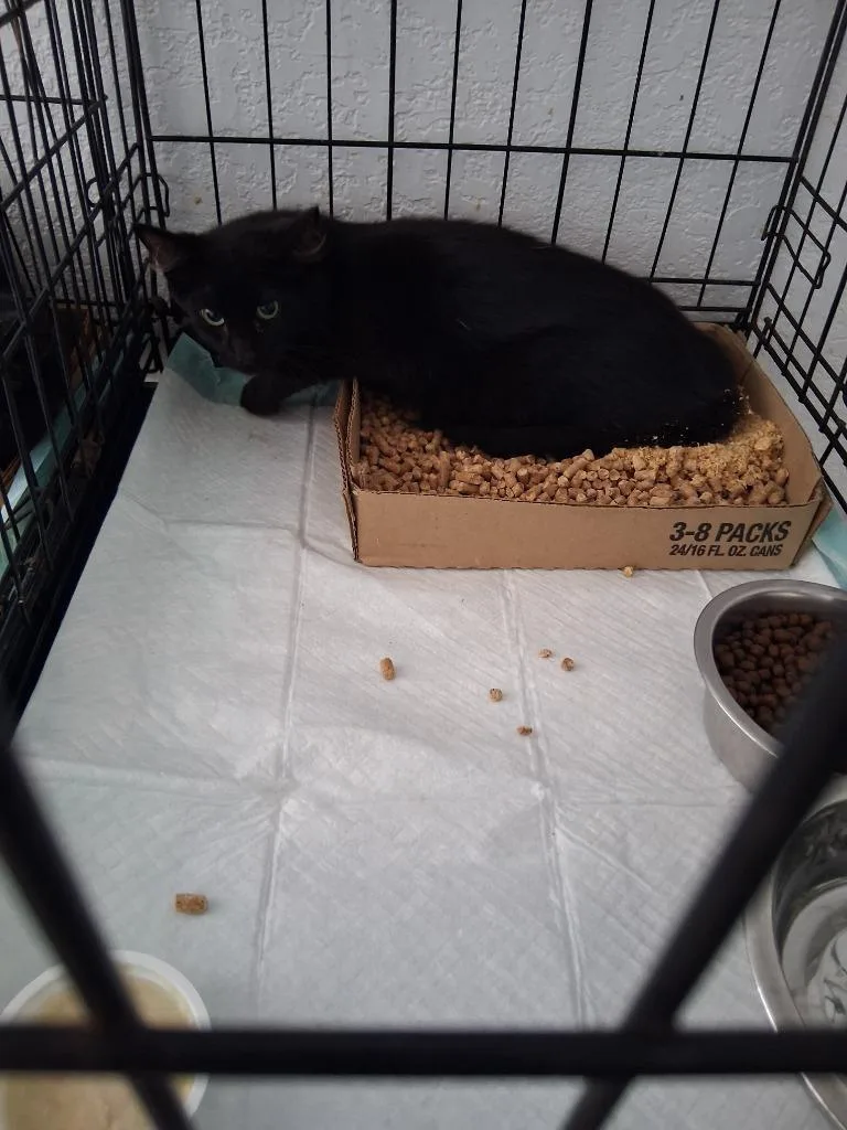A young medium-sized male Domestic Medium Hair cat named Morticia for adoption in Brownwood, TX