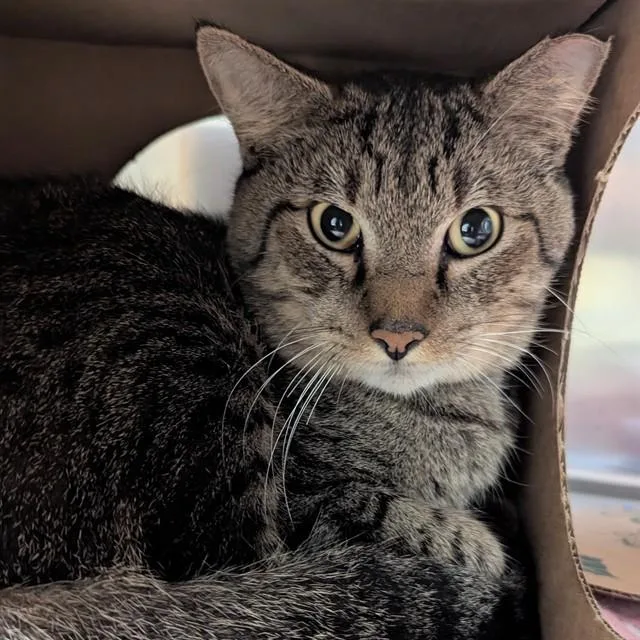 An adult small-sized male Domestic Short Hair cat named Periwinkle for adoption in Olivette, MO