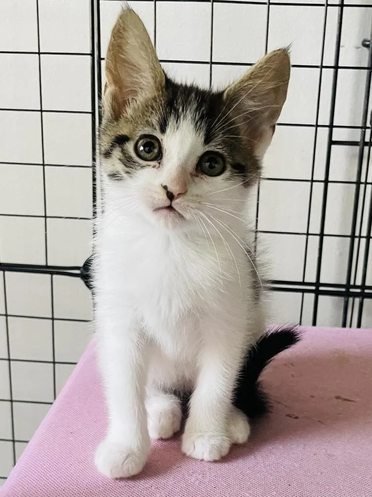 A baby small-sized female Domestic Short Hair cat named Willow for adoption in Salisbury, NC