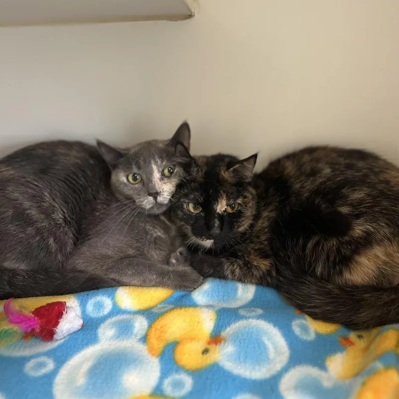 An adult medium-sized female Tortoiseshell Domestic Short Hair cat named Mallow for adoption in Fargo, ND