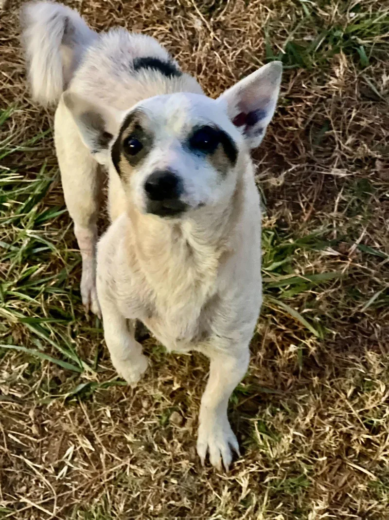 An adult small-sized male Chihuahua dog named Maui Lamore Aug for adoption in Pacolet, SC