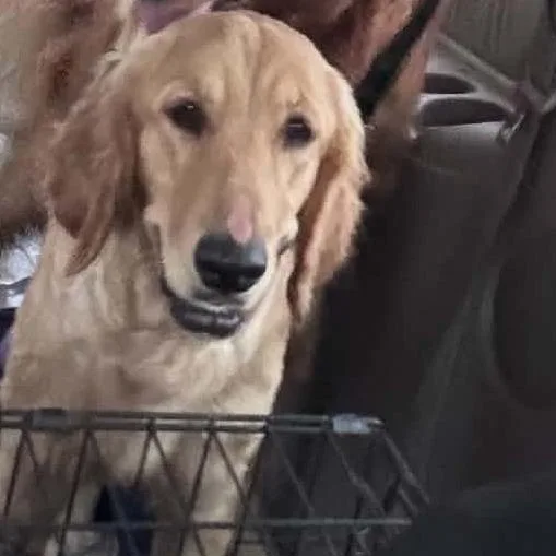 A young medium-sized female Golden Retriever dog named Punkin for adoption in Odessa, TX