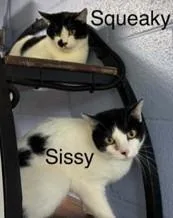 An adult large-sized female Domestic Short Hair cat named Squeeky for adoption in Waverly, TN