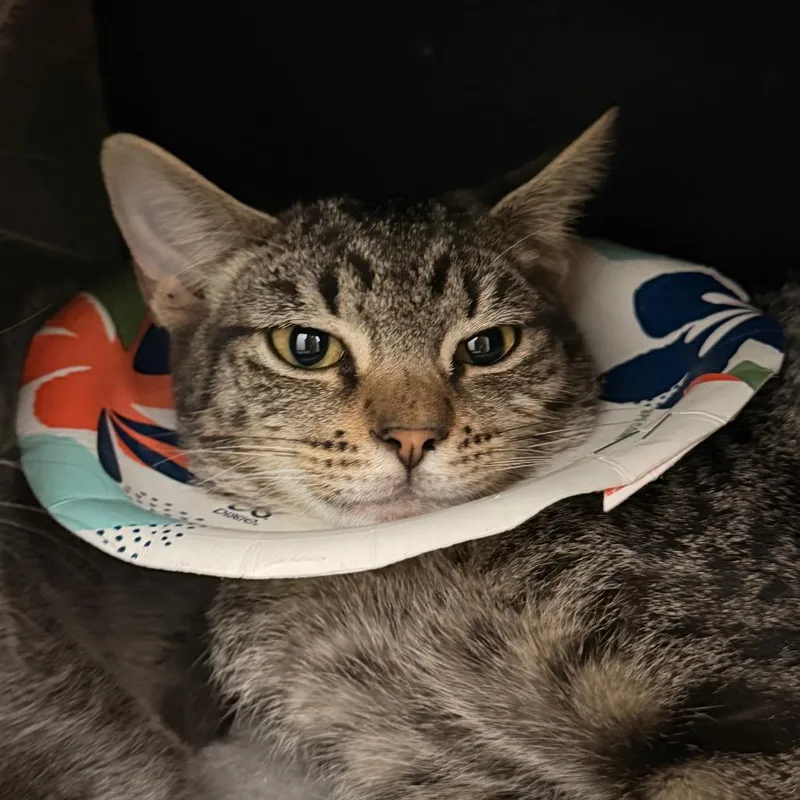 A baby small-sized female Domestic Short Hair cat named Desert for adoption in Gainesville, FL