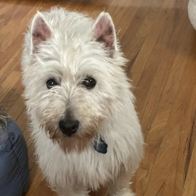 An adult small-sized female White / Cream West Highland White Terrier / Westie dog named Wendy for adoption in Omaha, NE