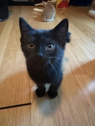 A baby small-sized male Domestic Short Hair cat named Harry for adoption in Verona, WI
