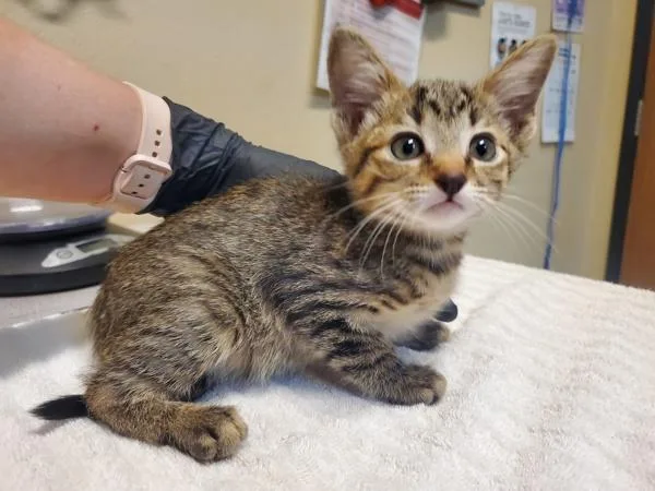 A baby small-sized female Domestic Short Hair cat named Arthropop for adoption in Oceanside, CA