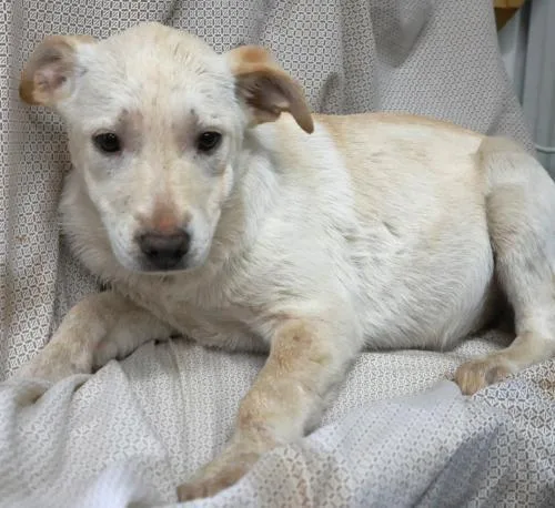 A young medium-sized female Shepherd dog named Voya for adoption in Thief River Falls, MN