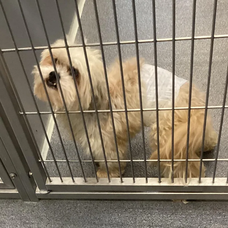 An adult small-sized male White / Cream Shih Tzu dog named Bernie for adoption in Montgomery, AL