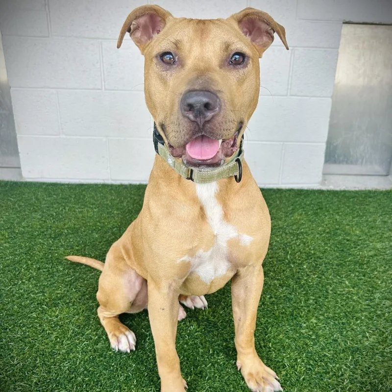 An adult medium-sized male Yellow / Tan / Blond / Fawn Mixed Breed dog named Sheldon for adoption in Englewood, FL