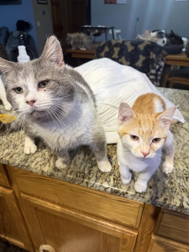 A baby small-sized male Orange & White Domestic Short Hair cat named Tarzan for adoption in Albany, WI