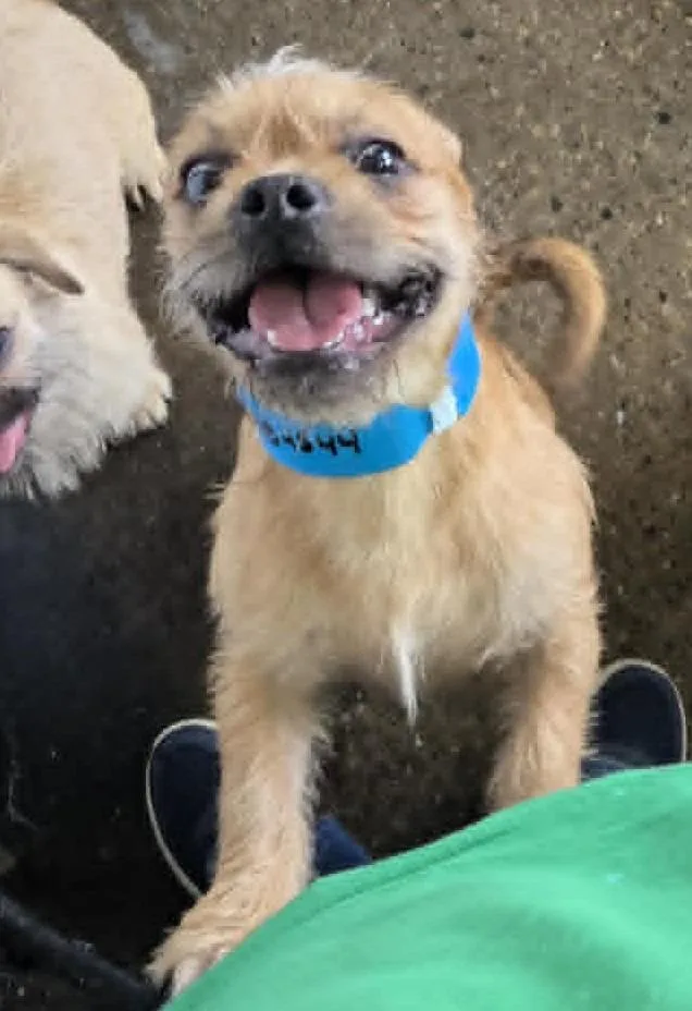 A baby small-sized male Pug dog named Alvin for adoption in Warren, MI