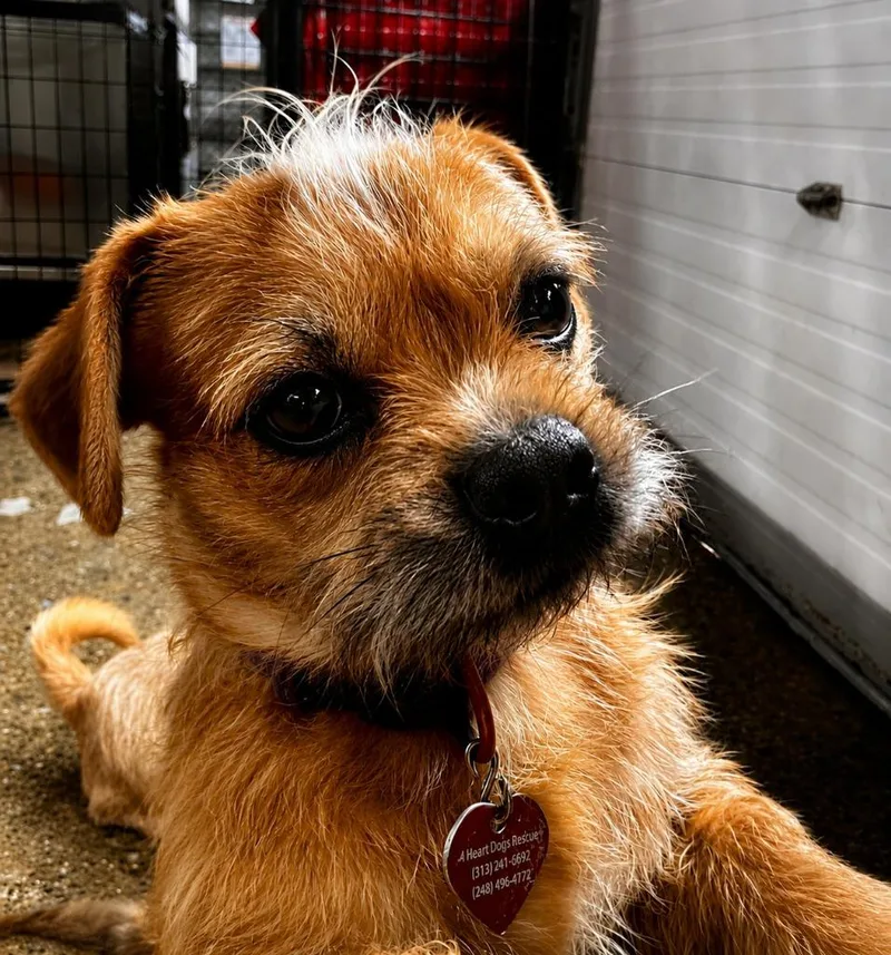 Alvin thumbnail 2