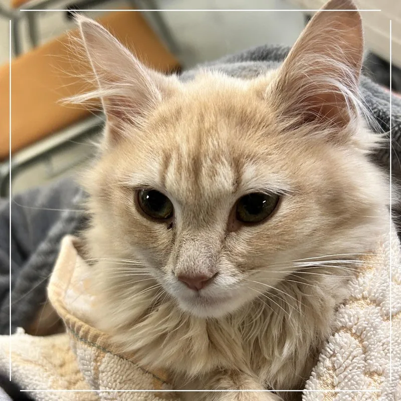 A baby medium-sized female Buff / Tan / Fawn Domestic Medium Hair cat named Penelope for adoption in Springfield, IL