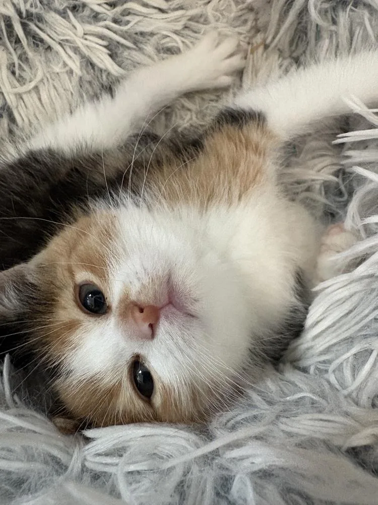 A baby small-sized female Domestic Short Hair cat named Linda Belcher for adoption in Ferndale, MI
