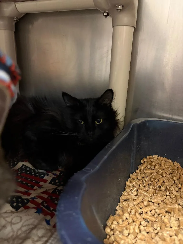 An adult medium-sized male Domestic Short Hair cat named Dolly for adoption in Johnson City, TN