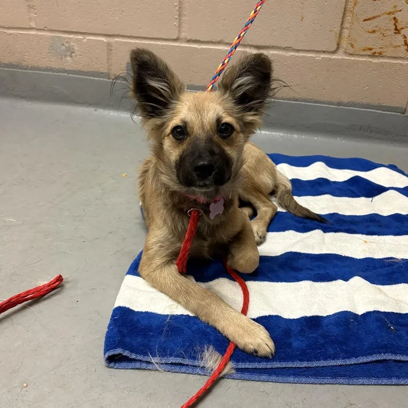 A baby small-sized female Brown / Chocolate Mixed Breed dog named Nakika for adoption in Tacoma, WA