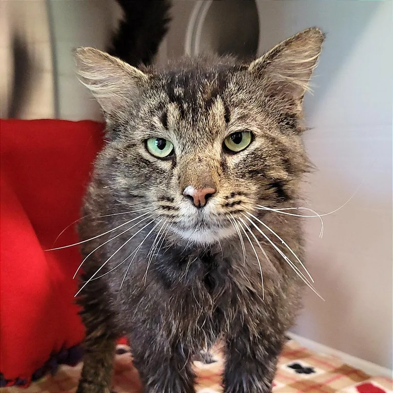 An adult large-sized male Brown / Chocolate Domestic Long Hair cat named Shakespeare for adoption in Nashville, IN