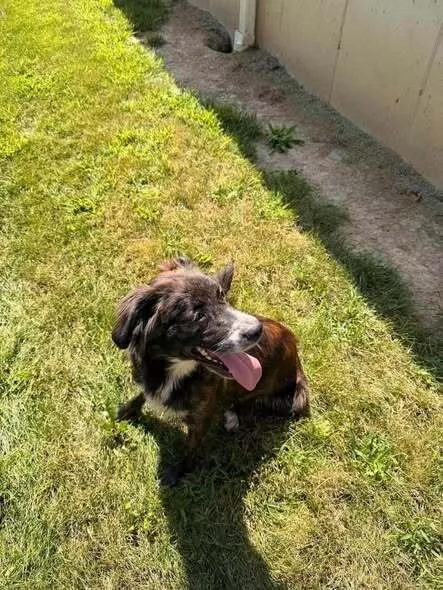 An adult medium-sized female Tricolor (Brown, Black, & White) Mixed Breed dog named Bella for adoption in Hillsboro, OH