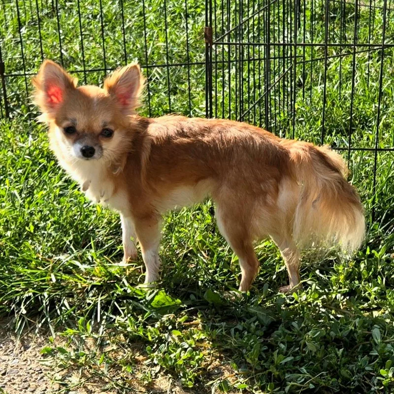 An adult small-sized female Yellow / Tan / Blond / Fawn Chihuahua dog named Foxy Roxy for adoption in Rochester, MN