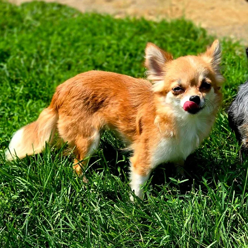 Foxy Roxy thumbnail 3