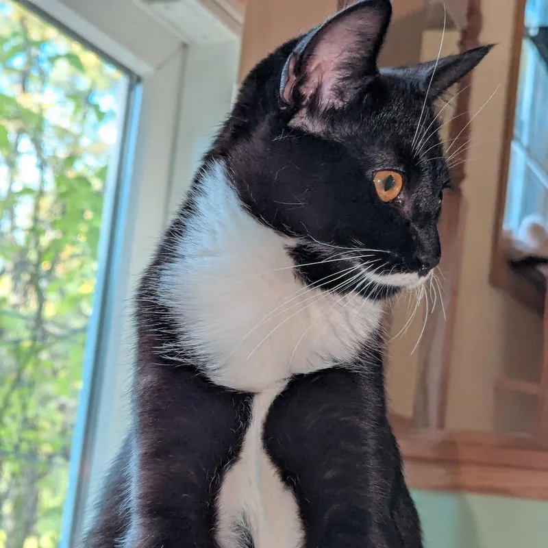 A baby medium-sized male Black Domestic Short Hair cat named Alex for adoption in Chaska, MN