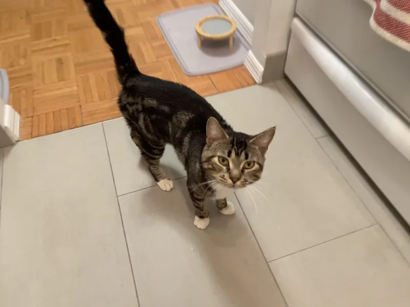 A young medium-sized male Tabby (Buff / Tan / Fawn) Tabby cat named Marbel for adoption in New York, NY