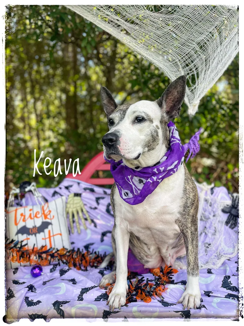 An adult large-sized female Catahoula Leopard Dog dog named Keava for adoption in Sebring, FL