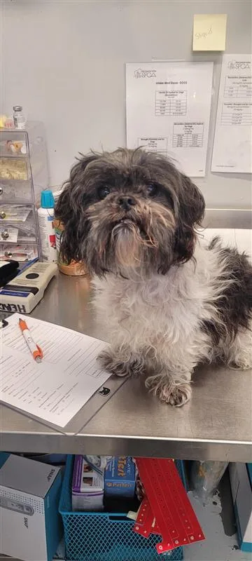 A senior small-sized male Shih Tzu dog named Rigby for adoption in West Chester, PA