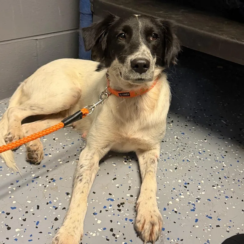 An adult medium-sized female White / Cream Collie dog named TUSCStray_ for adoption in Tuscaloosa, AL