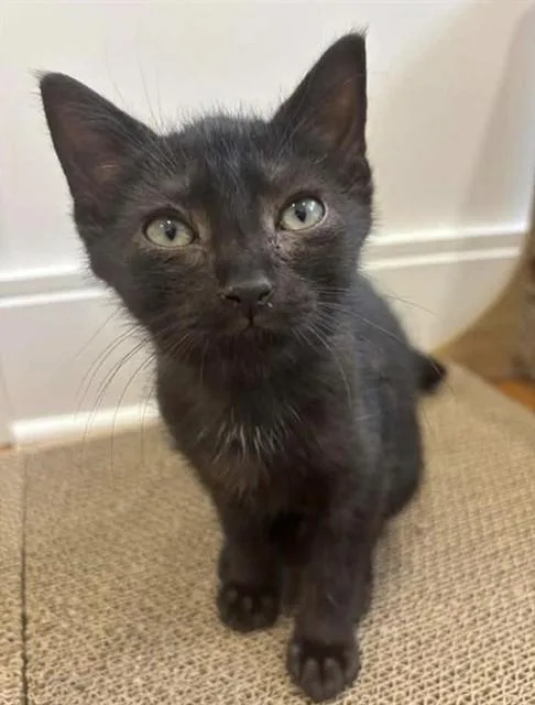 A baby small-sized male Domestic Short Hair cat named Leonard for adoption in Westminster, MD
