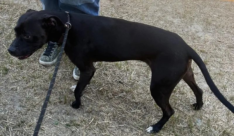 An adult medium-sized female Black American Bully dog named Diamond Lived With A for adoption in Charlottesville, VA