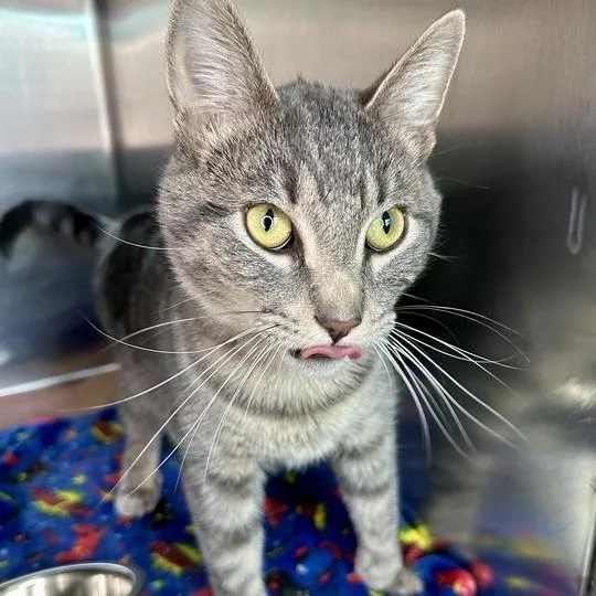 A young medium-sized male Gray / Blue / Silver Extra-Toes Cat / Hemingway Polydactyl cat named Pterodactyl for adoption in Matteson, IL