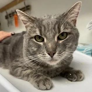An adult medium-sized male Domestic Short Hair cat named Cedric for adoption in Worcester, MA