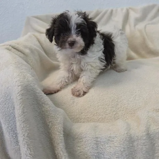 Mishka thumbnail 2