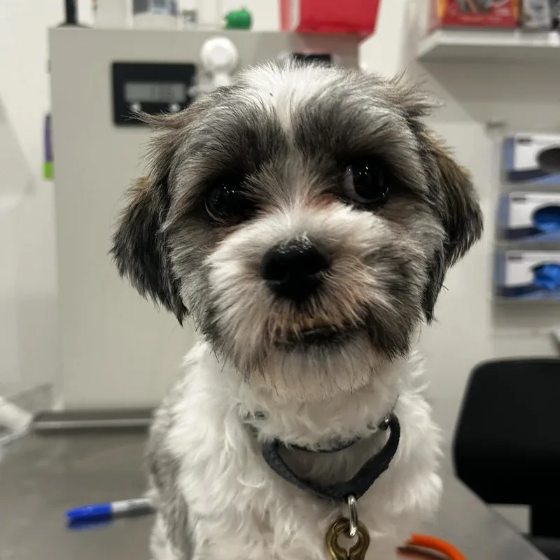 A young small-sized male Mixed Breed dog named Kuzco for adoption in Evanston, IL