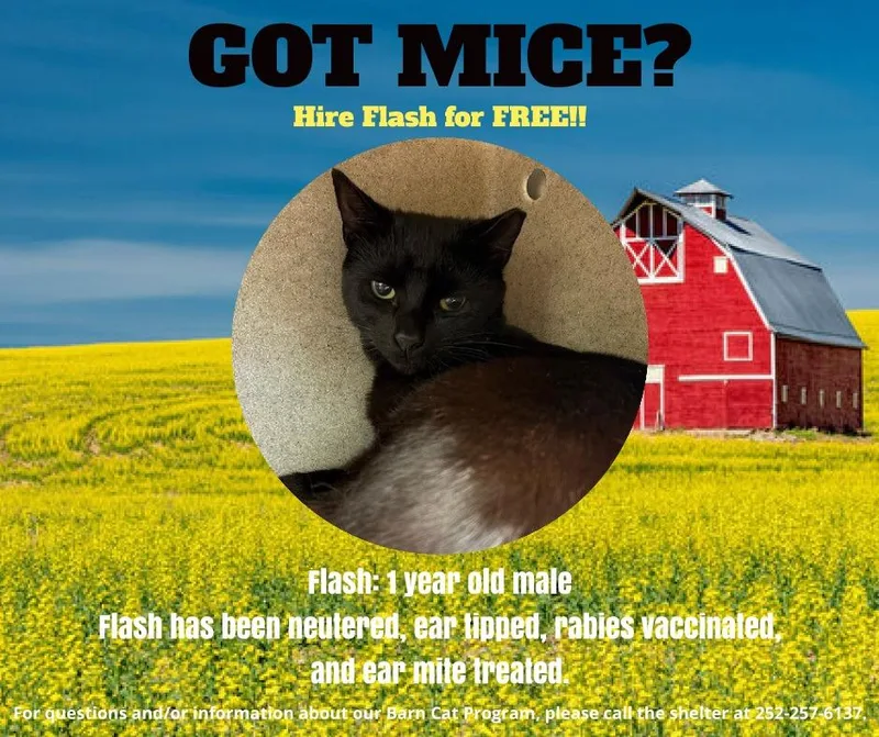 A young medium-sized male Domestic Short Hair cat named Flash for adoption in Warrenton, NC