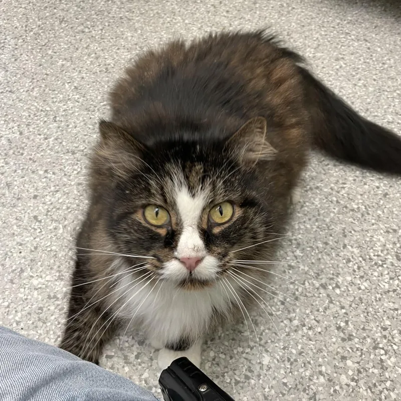 An adult large-sized male Domestic Long Hair cat named Edward for adoption in Enfield, NH