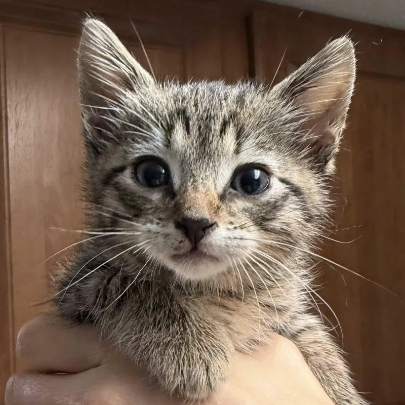 A baby medium-sized male Tabby (Gray / Blue / Silver) Domestic Short Hair cat named Sizzle Boots for adoption in Bulverde, TX