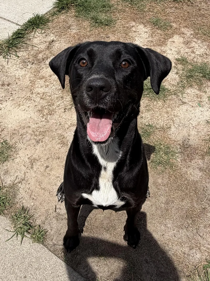 A young medium-sized female Black Labrador Retriever dog named Raven for adoption in Suffolk, VA