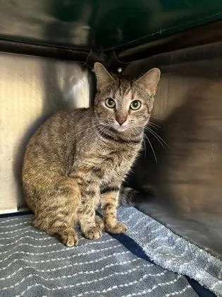 An adult small-sized female Torbie Domestic Short Hair cat named Shyla for adoption in Williamsport, PA