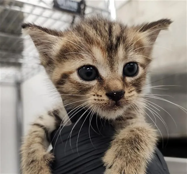 A baby small-sized female Domestic Short Hair cat named Maya for adoption in Fort Lauderdale, FL