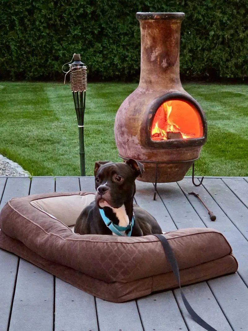 A young large-sized male Boxer dog named Polo for adoption in Monticello, NY