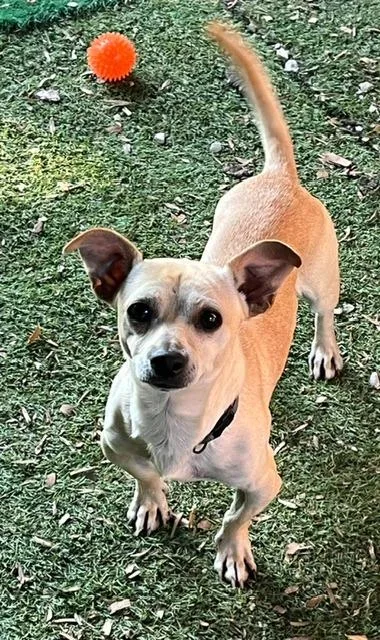 A young small-sized male Chihuahua dog named Chevy for adoption in Manchester, TN
