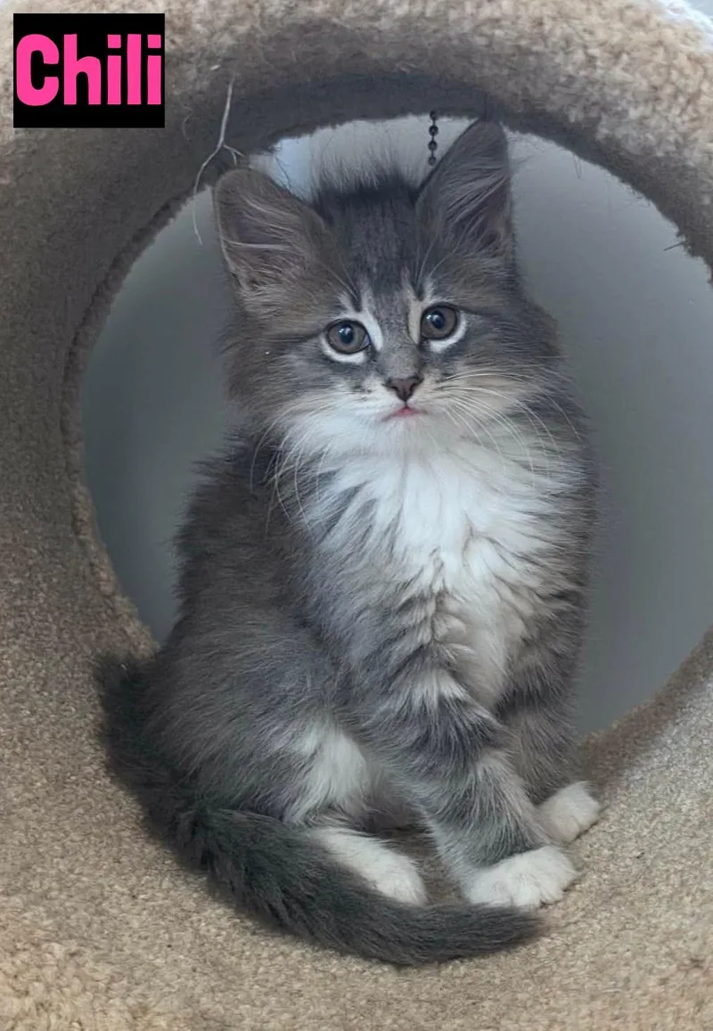 A baby medium-sized female Domestic Long Hair cat named Chili for adoption in Grand Rapids, MI