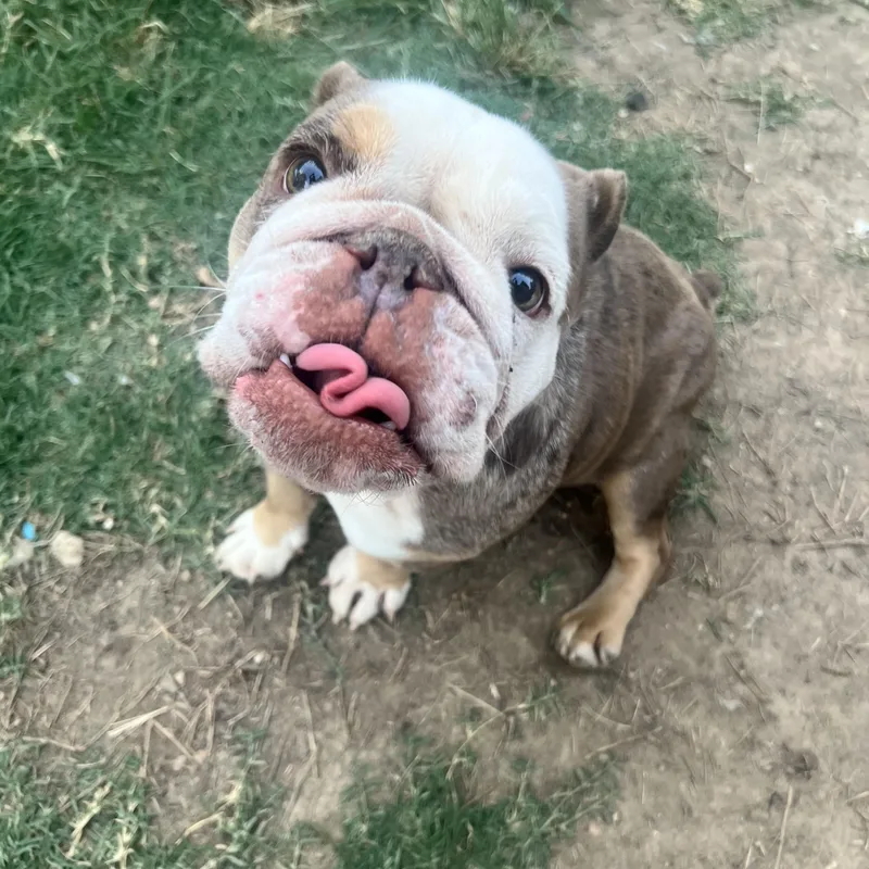 A senior medium-sized female Merle (Blue) Bulldog dog named Starry for adoption in Potomac, MD