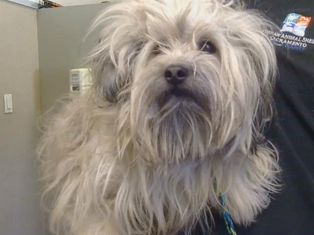 A young medium-sized female Lhasa Apso dog named Pearl for adoption in Sacramento, CA