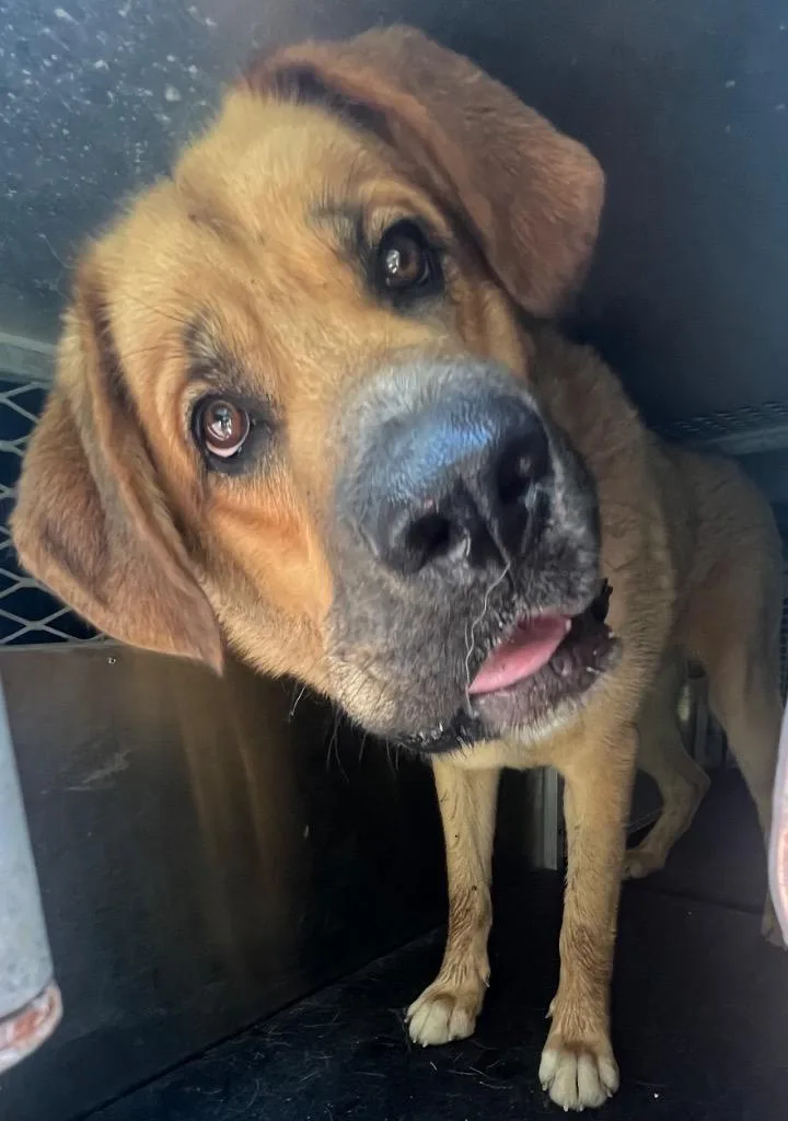 A young extra large-sized male Mixed Breed dog named Lloyd for adoption in Rome, GA