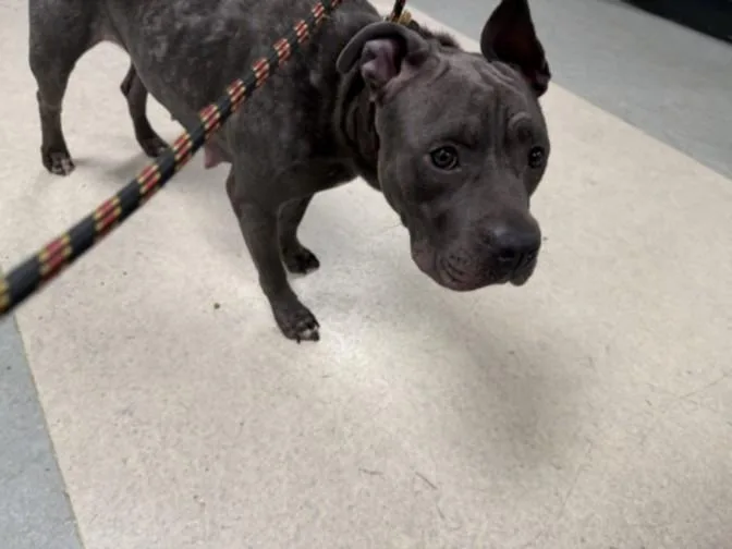 An adult medium-sized female Staffordshire Bull Terrier dog named Zelda for adoption in Van Nuys, CA