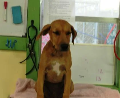 A baby large-sized male Terrier dog named Et for adoption in Picayune, MS